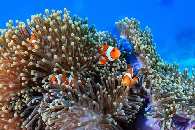 2 Fun Dives in Racha Yai or Noi for Certified Divers - Key Things You’ll Notice Right Away