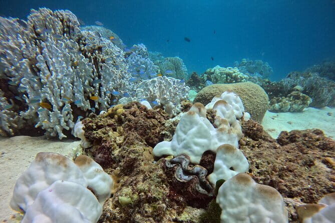 2 Fun Dives in Racha Yai or Noi for Certified Divers - The Crew Approach: Patient Help That Changes the Mood