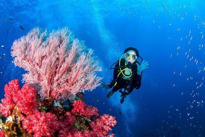 3 Fun Dives in Phi Phi islands for Certified Divers - Phi Phi Islands: Two Sessions Where the Marine Life Hits Fast