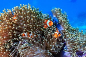 3 Fun Dives in Racha Yai and Racha Noi for Certified Divers - Boat day basics: comfort, food, and staying hydrated without alcohol