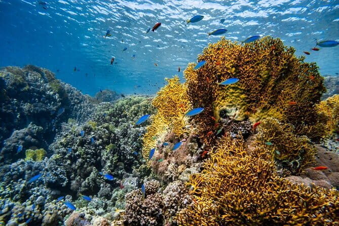 3 Fun Dives in Racha Yai and Racha Noi for Certified Divers - Three underwater sessions at Racha Yai or Noi: what the timing really means