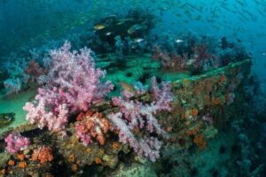 3 Fun Dives King Cruiser Wreck and Koh DokMai for Certified diver - Shark Point Reef Time: Fish, Coral, and a Change of Pace