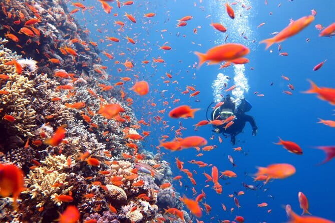 3 Fun Dives King Cruiser Wreck and Koh DokMai for Certified diver - Health Rules and Pre-Trip Timing You Need to Plan Around