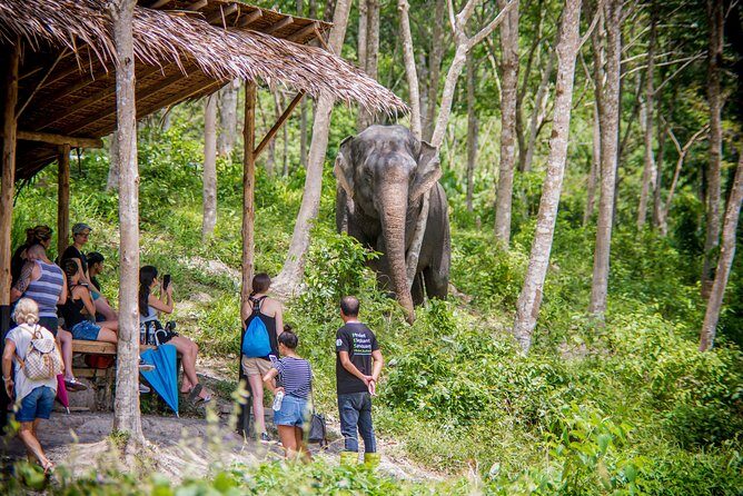 A Morning with the Elephants at Phuket Elephant Sanctuary - Phuket Elephant Sanctuary Location: Why Khao Phra Thaeo’s Edge Is Part of the Experience