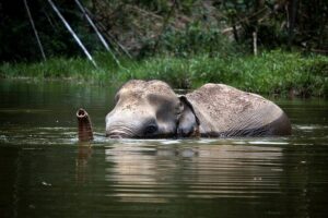 A Morning with the Elephants at Phuket Elephant Sanctuary - 9:30 Tree Top Lounge Start: Video, Snacks, and the Gear That Makes or Breaks It