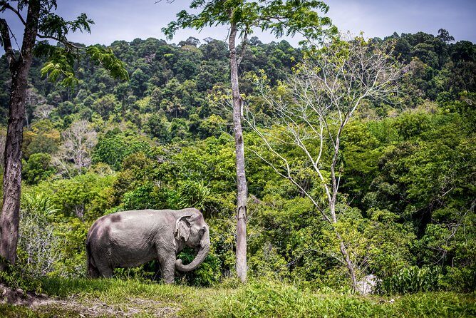 A Morning with the Elephants at Phuket Elephant Sanctuary - Price and Value: What $97.83 Buys You in a 3.5-Hour Morning