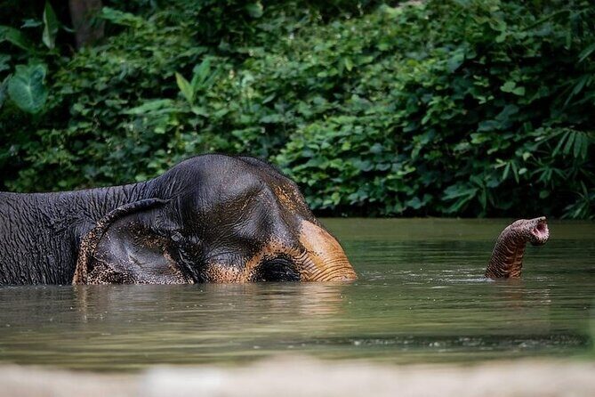 An Afternoon with the Elephants at Phuket Elephant Sanctuary - Key things worth knowing before you go