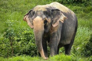 An Afternoon with the Elephants at Phuket Elephant Sanctuary - Getting there from Phuket: start time, transfers, and check-in reality
