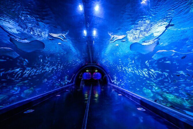 Aquarium Phuket and AR Trick Eye Museum Combo Tickets - Key points before you go