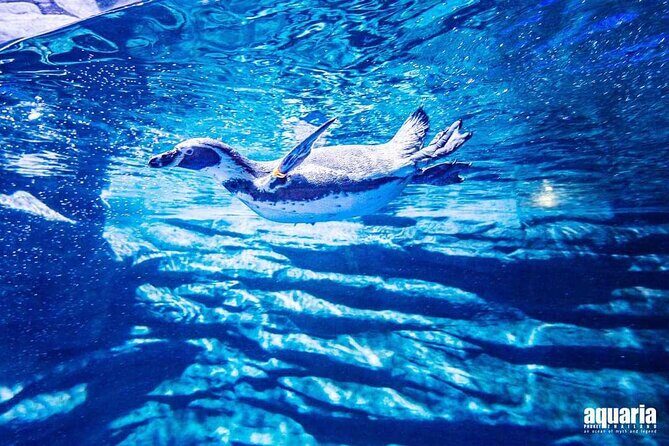 Aquarium Phuket and AR Trick Eye Museum Combo Tickets - Where Aquaria Phuket starts: Central Phuket Floresta and ticket redemption