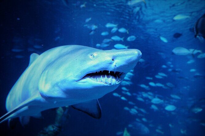 Aquarium Phuket and AR Trick Eye Museum Combo Tickets - The daily feeding moment: when to time Aquaria Phuket