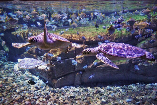 Aquarium Phuket and AR Trick Eye Museum Combo Tickets - Stop 2: AR Trick Eye Museum—4D scenes designed for photos