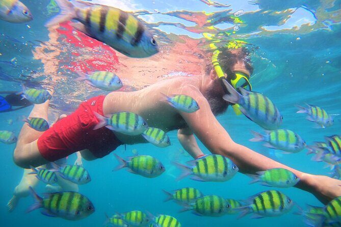 Best of Phi Phi Islands Snorkeling Tour from Phuket - Phi Phi Don Lunch on Ko Phi Phi Don: A Real Break in a Packed Day