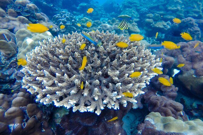 Best of Phi Phi Islands Snorkeling Tour from Phuket - Sea Conditions, Small Annoyances, and How to Prepare