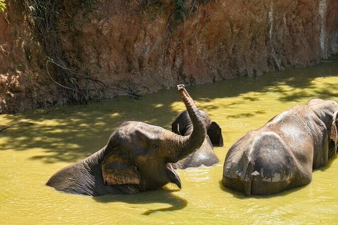 Elephant Nature Experience with Lunch at Bukit Elephant Park - Key highlights you’ll actually care about