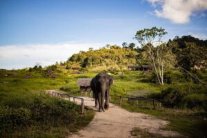 Elephant Nature Experience with Lunch at Bukit Elephant Park - The 3-hour flow in Phuket: morning 09:00–12:30 or afternoon 14:00–17:00