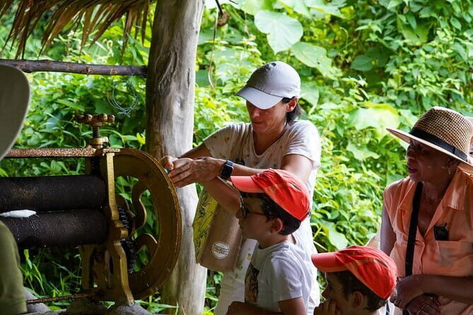 Elephant Nature Experience with Lunch at Bukit Elephant Park - Elephant time without the ride: safe feeding and watching elephants move freely