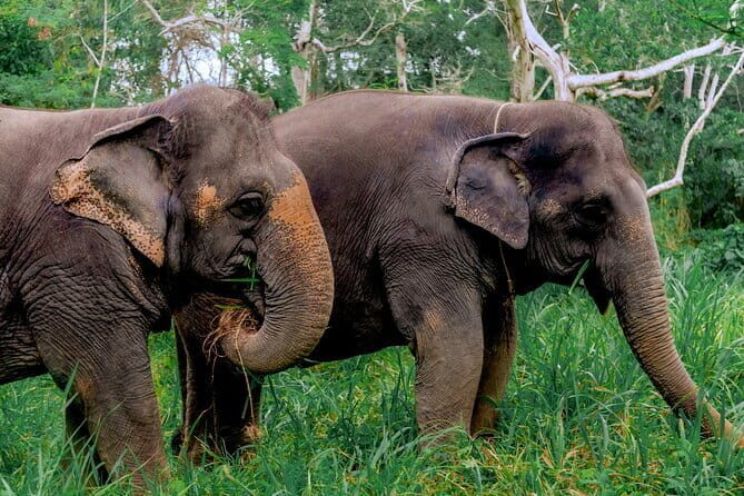 Elephant Nature Experience with Lunch at Bukit Elephant Park - Thai culture you can taste and make: coconut milk, cooking, and rubber demos