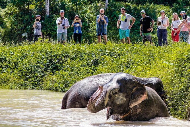 Elephant Nature Experience with Lunch at Bukit Elephant Park - Who should book this and who should skip it
