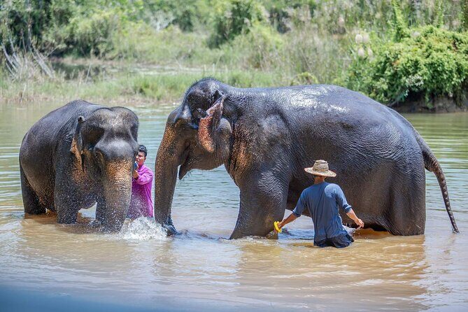Elephant Sanctuary Small Group Tour in Phuket - Walking and watching elephants: what you’ll actually do