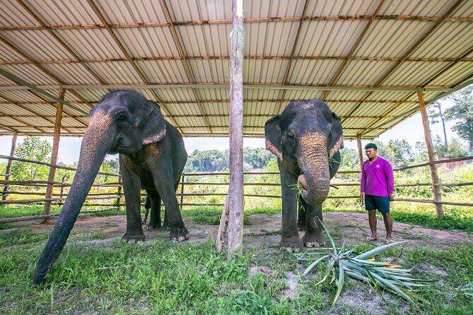 Elephant Sanctuary Small Group Tour in Phuket - Hand-feeding without riding or shows: the moment most people come for