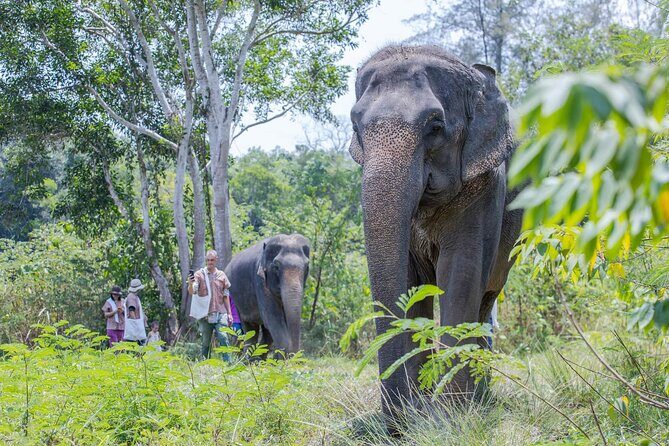 Elephant Sanctuary Small Group Tour in Phuket - Lunch box and light refreshments: what the break feels like