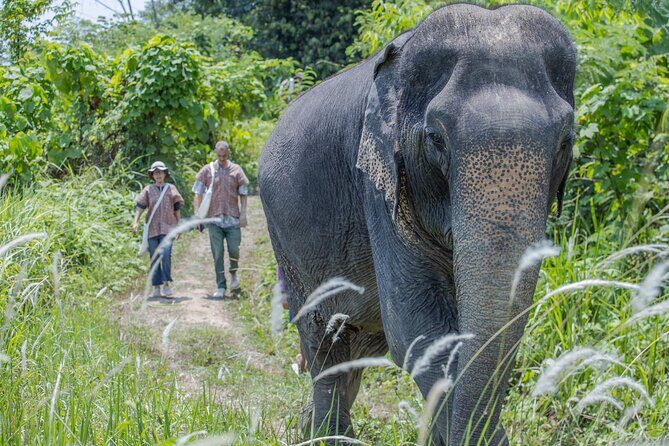 Elephant Sanctuary Small Group Tour in Phuket - Hotel Pickup at 7:30 AM and a Comfortable Small-Group Pace