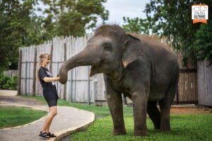 From Phuket: Elephant Jungle Sanctuary Feed and Shower Trip - Pickup, Check-In, and Your First Look at the Sanctuary