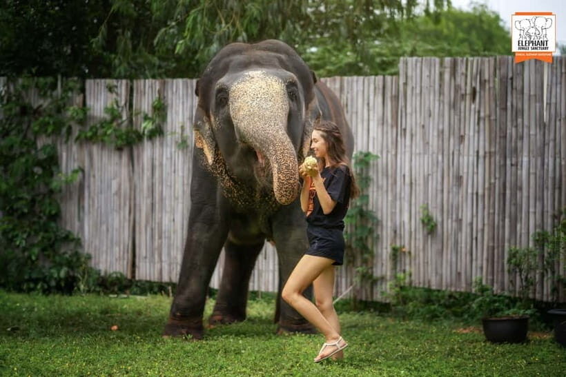 From Phuket: Elephant Jungle Sanctuary Feed and Shower Trip - Feeding Session: Seasonal Fruit, Gentle Interaction, and Elephant Comfort