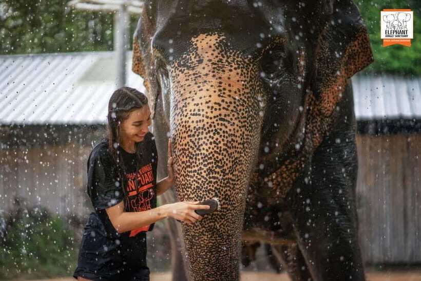 From Phuket: Elephant Jungle Sanctuary Feed and Shower Trip - Price and Value: Is $61 Worth It in Phuket?