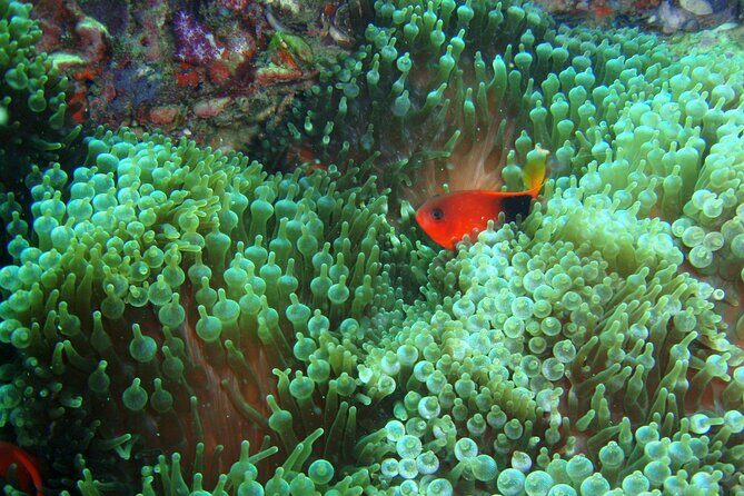 Full-Day Koh Phi Phi Scuba Diving Course from Phuket - From Chalong Pier to Koh Phi Phi: how the day really runs