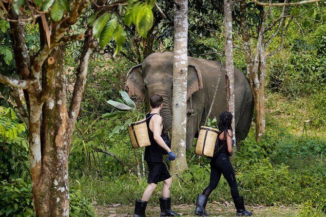 Full-Day Phuket Elephant Sanctuary Tour with Lunch and Dinner - Key Highlights You’ll Care About