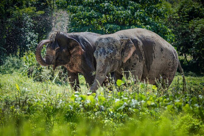 Full-Day Phuket Elephant Sanctuary Tour with Lunch and Dinner - The Morning Video That Sets Expectations (And Answers Big Questions)
