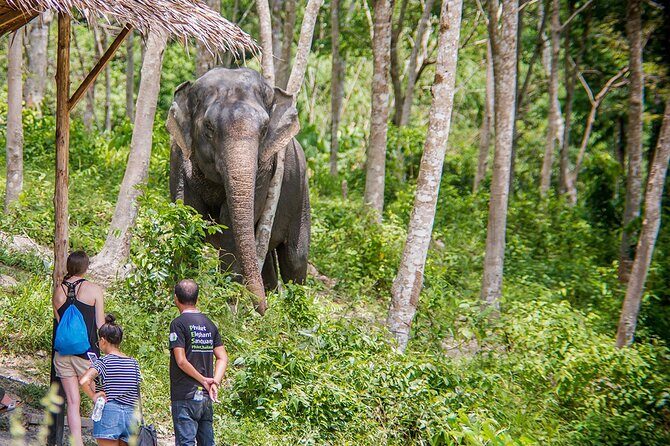 Full-Day Phuket Elephant Sanctuary Tour with Lunch and Dinner - Keepers and Carers: What Real Care Looks Like