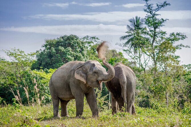 Full-Day Phuket Elephant Sanctuary Tour with Lunch and Dinner - Getting There: 9:30 Start, Hotel Pickup, and a Max-20 Group