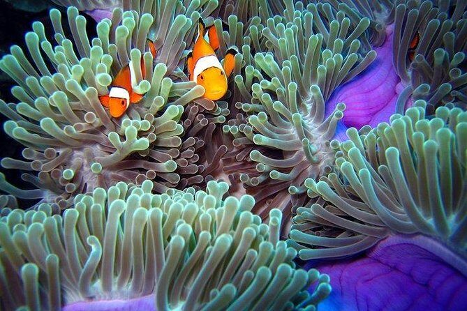 Full-Day Racha Noi and Racha Yai Snorkeling from Phuket - Koh Racha Yai: one later snorkel with more challenge