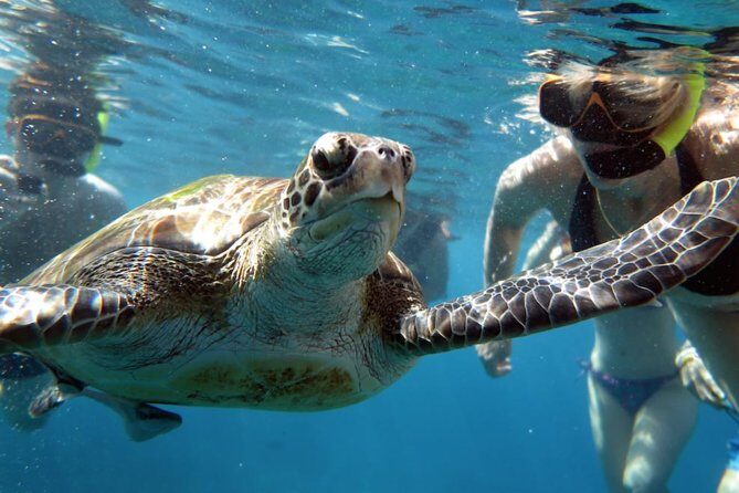 Full-day Tour to the Similan Islands by Speedboat from Khao Lak - Ko Hin Pousar (Similan Island 7): Coral Snorkeling and Sea Turtle Chances