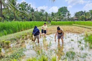 Old Phuket Farm Ticket - Countryside Local Life Culture - Buffaloes, rubber trees, and tin panning in one 2-hour flow