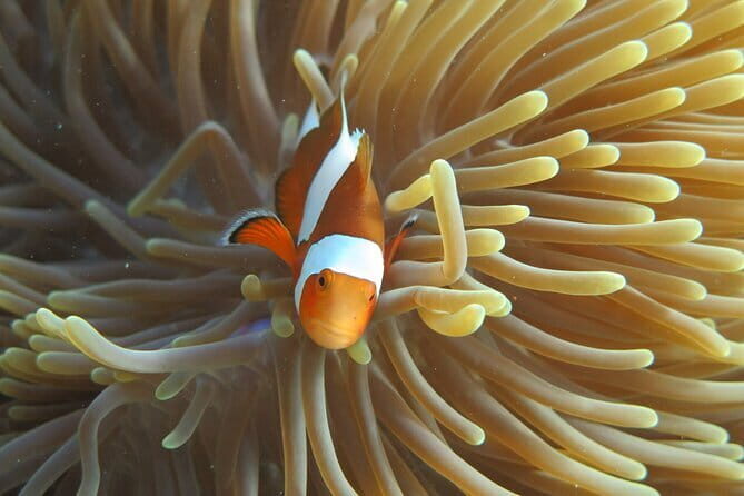 Phi Phi Bamboo Islands Fullday - Premium - Shark Point Snorkeling: Leopard Sharks and Coral Time