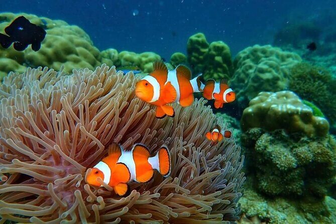 Phi Phi & Bamboo Islands Snorkeling Tour w/ Fins by Speedboat - Bamboo Island: The Walk + Beach Time Payoff
