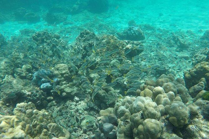 Phi Phi Islands One Day Tour by Speedboat From Phuket - Price and value: $73.08 plus the park fee