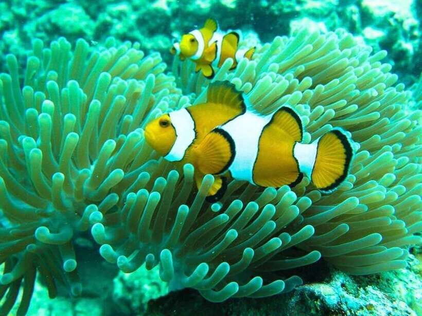 Phuket: 3 Khai Islands Relax & Snorkeling Half/Full Day Tour - Key things that make this tour work
