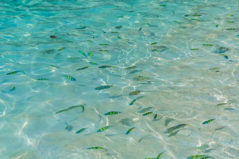 Phuket: 3 Khai Islands Relax & Snorkeling Half/Full Day Tour - Khai Nui Island: the jump-from-the-boat reef stop when safety allows