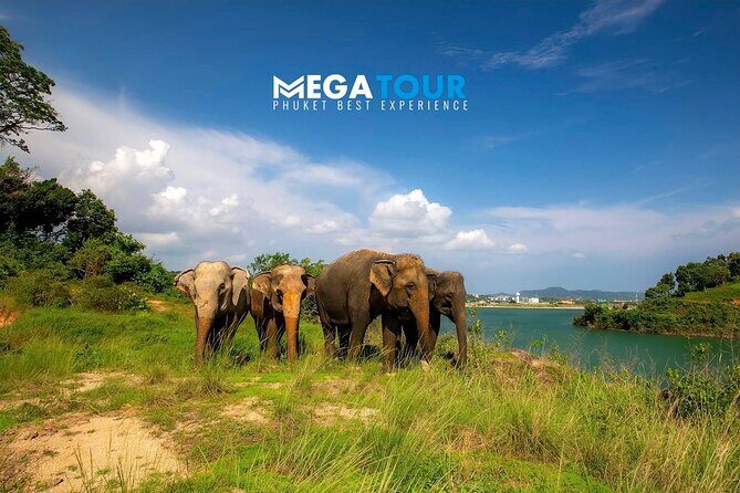 Phuket City Tour & Elephant Sanctuary – Town, Temple, Food & View - The Van, The Timing, and The Real-Life Pick-Up Picture