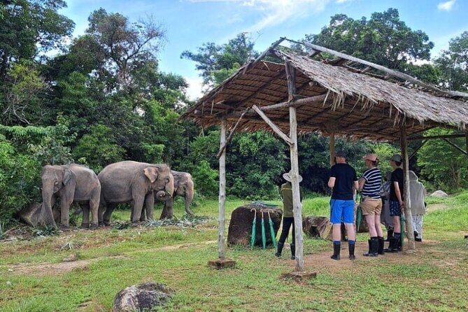 Phuket City Tour & Elephant Sanctuary – Town, Temple, Food & View - Mee Ton Poe Lunch: A Reliable Midday Anchor