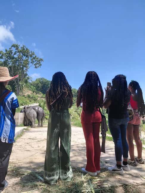 Phuket: Eco Guided Tour at Elephant Sanctuary - Key highlights worth your attention