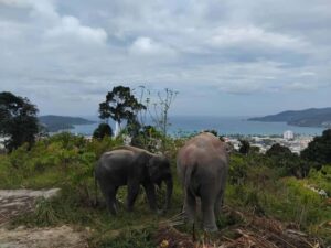 Phuket: Eco Guided Tour at Elephant Sanctuary - The 30-minute guided briefing: mahouts, daily care, and wild vs. captive
