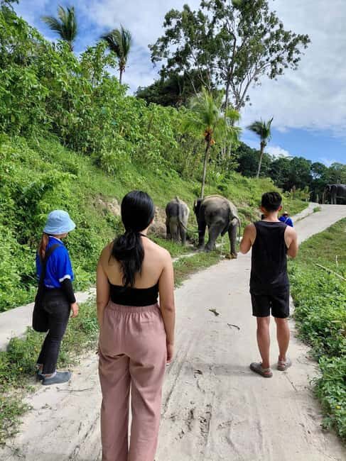 Phuket: Eco Guided Tour at Elephant Sanctuary - Why forced bathing and mud play are off the table