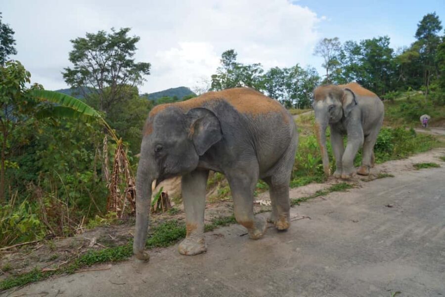 Phuket: Eco Guided Tour at Elephant Sanctuary - Making herbal vitamin balls: hands-on care you can actually picture