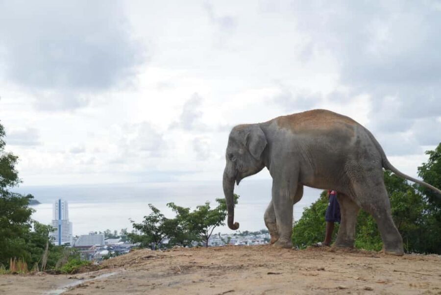 Phuket: Eco Guided Tour at Elephant Sanctuary - Walking through the sanctuary to meet and feed elephants